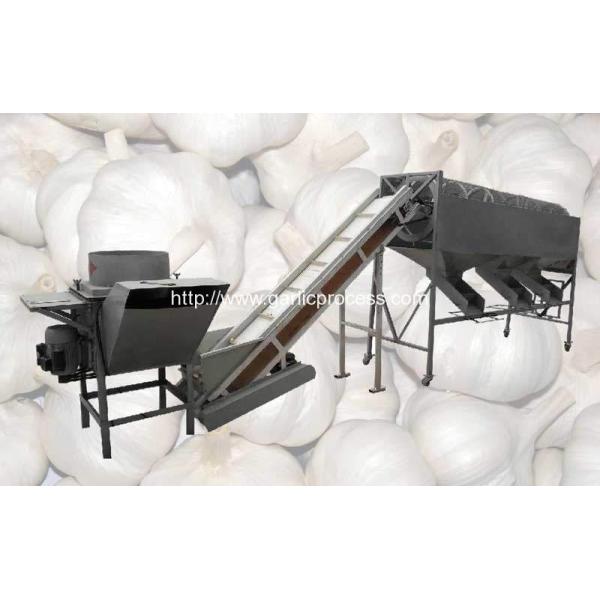 Automatic Garlic Separating and Grading Machine