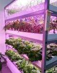Juxiang 40hq Reefer Container Greenhouse Shipping Cost and Estimated Delivery