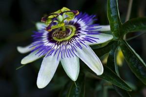 Wholesale wholesale pure passiflora extract Flavones 3% 4:1 ,Passiflora incarnata L. from china suppliers