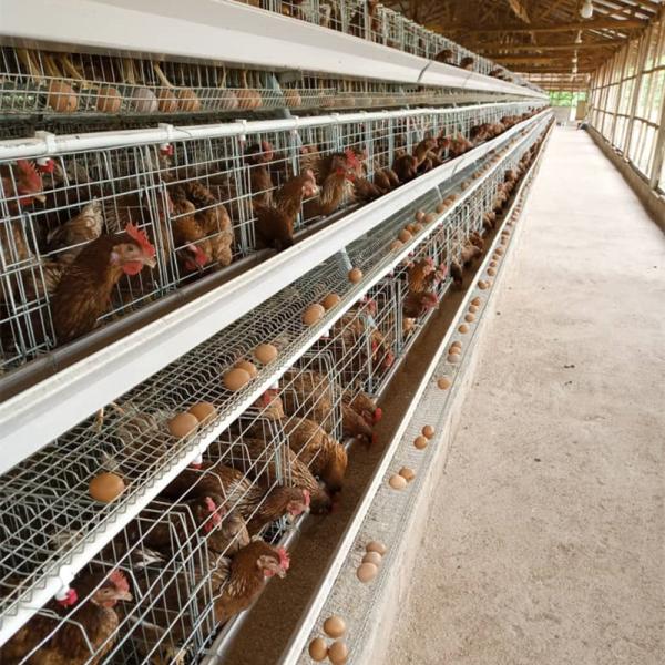 4tiers 128/160birds layer chicken battery poultry cage Commercial chicken poultry cage