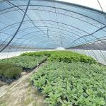Commercial Cocopeat Growing System in Economical Tunnel Greenhouse for Improved
