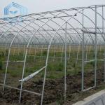 Plastic Film Tunnel Single Span Greenhouse Heat Preservation For Winter Tomato