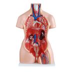 11kgs 85cm Human Anatomy Model , Unisex Torso Model With 23 Parts