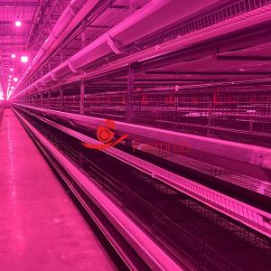 Wholesale Scientific Management Layer Chicken Cage System for Large Scale from china suppliers