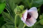 Chinese manufacturer supply Althaea Officinalis Root Extract with competitive