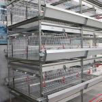 Low Disease Baby Chick Cage 195 * 50 * 35CM Size 20 Years Life Span Free Design