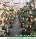 Stackable Planter, Vertical Garden Planter, Strawberry Planter, Indoor/Outdoor,
