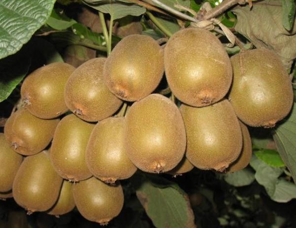 Fresh Kiwi Fruit Fd Powder, Kiwi Juice Powder, Kiwi Flavor Fd Powder