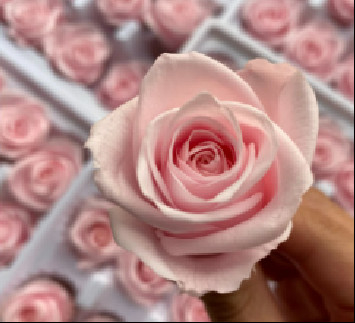 ISO9001 Preserved Fresh Flowers Gradient Dried Rose Ice Blue