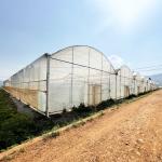 Agriculture Large Green House Metal Frame Multispan Vegetables Growing Tunnel