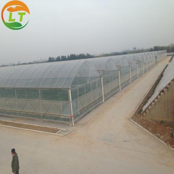 Roof Height 4.8-7.8m 200 Micron UV Resistant Plastic Film Greenhouse for
