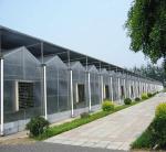 Snow Resistance PC Sheet Greenhouse Gutter Height 3.0-6.0m For Plant Vegetable