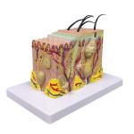 Biology Teaching 35 Times Enlarged Human Anatomy Skin Tissue Structure Model