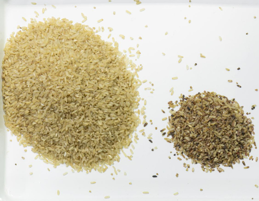 7 Channels Intelligent Automatic Organic Rice Color Sorter 80 Tons Per Day Color Sorting Machine