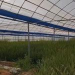 Steel Structure Multi-Span Cocopeat Soil Greenhouse for Vegetable Production