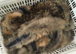 Coat Genuine Large Raccoon Fur Collar Warm Soft With Natural Brown Color