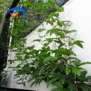 Wholesale YT Stainless Steel Wire Rope Mesh Ferruled Type / Knotted Type For Green Plants from china suppliers