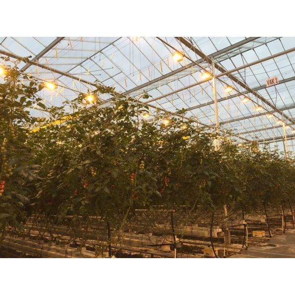 Split Film Twisted String PP Twine For Greenhouse 6000D-9000D PP Packing Rope