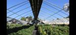 Light Deprivation Greenhouse 10m*100m For Hydroponic Hemp Growing