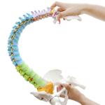 Pelvis Femur Heads Anatomical Skeleton Model Life Size Flexible