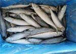 IQF Fish 110g 130g Fresh Frozen Mackerel For Hotel