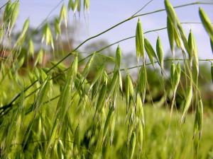 Wholesale Hot Sale Oat Straw Extract Powder of 10%-70%Beta-Glucan/Avena fatua ,oat extract nutrition from china suppliers