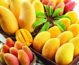 Wholesale For beverage mango juice powder factory price/pure african mango powder sample free from china suppliers