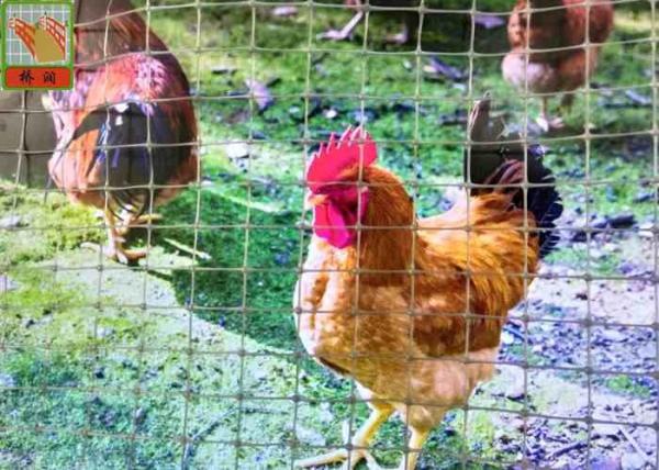 Gray Plastic Poultry Nets, Plastic Poultry Netting, 1M High, 30M Length, Garden