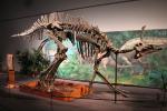 Huge Complete Dinosaur Fossil Model For Shopping Mall / Open Air Museum