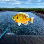Customizable Fish Pond Liners for Industrial Aquaculture in Black White Green