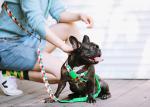 Nylon Neoprene Padded Sublimation Dog Harness Heat Transfer Lanyard Tech