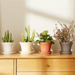 15CM 6 Inch Intensification Plastic PP Resin Plant Pots Saucers