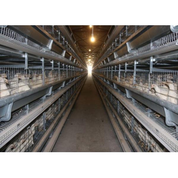 Automatic Chick Rearing Cage Chicken Cage For Laying Eggs 15-20 Years Lifespan