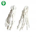 China Foot Human Joints Model White Color Medical School Teachers Support Durable for sale