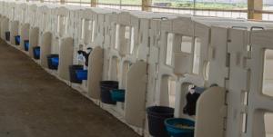 Wholesale High Quality Calf Pen Made of White LLDPE The Ideal Choice for Safe and Comfortable Calf Rearing from china suppliers