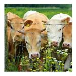 Galvanized Grassland Wire Mesh Fence for Cattle/Sheep/Field/Deer Farm 7ft x