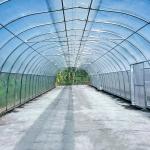 Umbrella Roof Vent Single Span Greenhouse For Tropics Hydroponic Growing