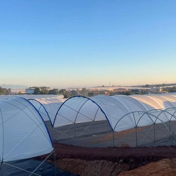 Multi-Span Structure Greenhouse Commercial Modern Bluberry Hoop Green House With