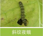 Active Ingredient Pest Virus And Bt Maize Crop Pesticides for Long Shelf Life