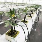 Customized Greenhouse for Agriculture Commercial Glass/Tempering Glass/Float