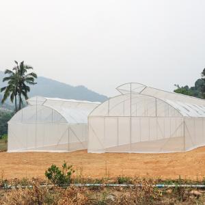 Wholesale Top Vent Automatic Multi Tunnel Umbrella Single Span Greenhouse For Tomato Planting from china suppliers