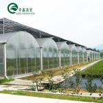 Customized Multi-span Vegetable Grow Tunnel Greenhouse for Vegetable Cultivation