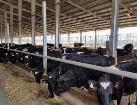 Environmental Prefab Light Metal Steel Structure Milk Dairy Cattle Cow Stable House Shed Farm Building