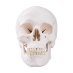 Life Size Adult Human Skull Anatomical Head Skeleton Model With Removable Teeth