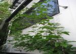 High Tech Wire Rope Plant Trellis , AISI316 2.0mm Ferruled Stainless Steel