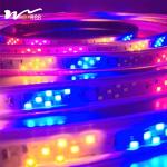 Outdoor Signboard LED Strip Light with CRI 90 120LED/M and Waterproof Six-Color