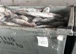 Omega 3 Natural Color 500g 1.8kg A Grade Fresh Skipjack Tuna
