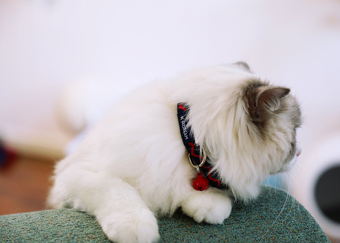 Woven Safe Cat Collars Personalised Quick Release Cat Collar Soft Buckle