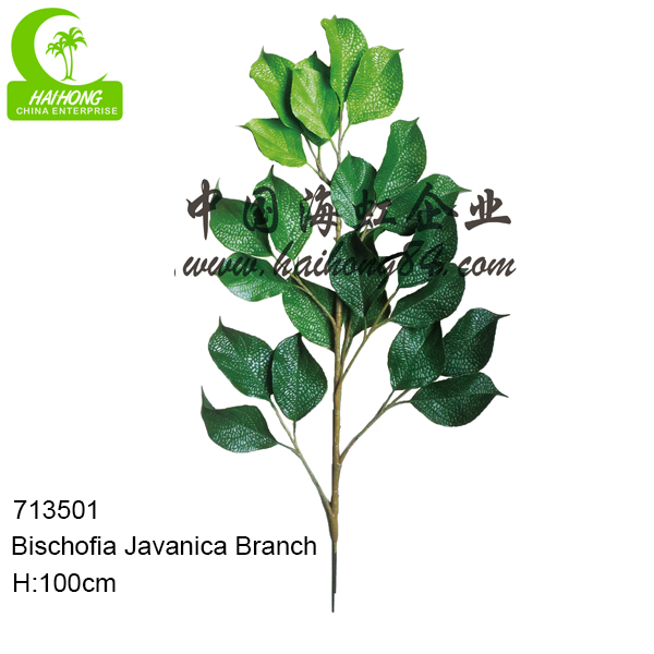 FAKE BISCHOFIA JAVANICA BRANCH