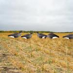 OEM Plastic Lifelike PP Silhouette Specklebelly Goose Decoys Anti Reflective for